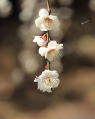 枝垂れ梅