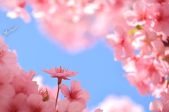 今季初河津桜