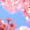 今季初河津桜