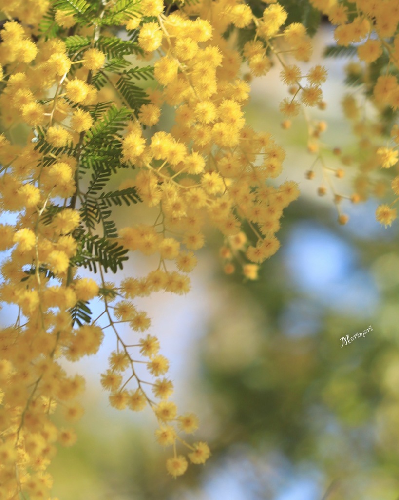 大好きmimosa
