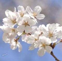 お花見