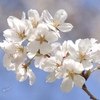 お花見