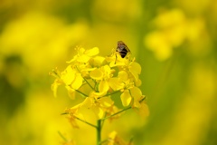 菜の花