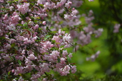 cherry blossoms.