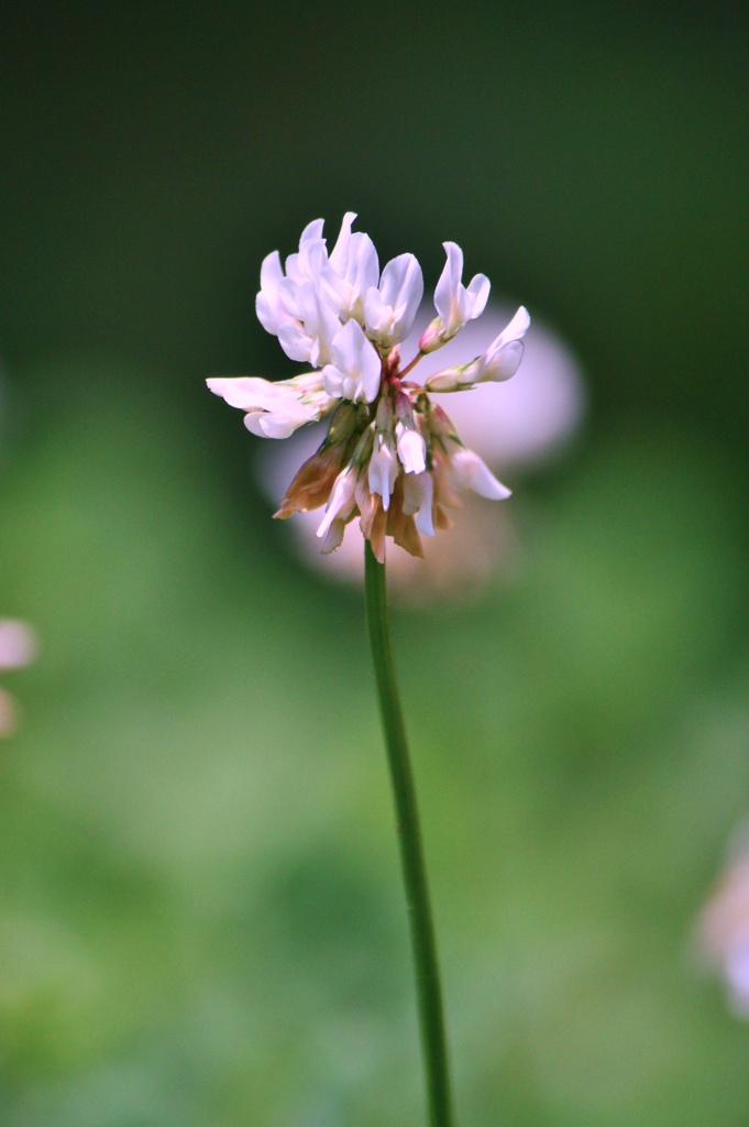 ６月