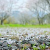 桜、落ちる