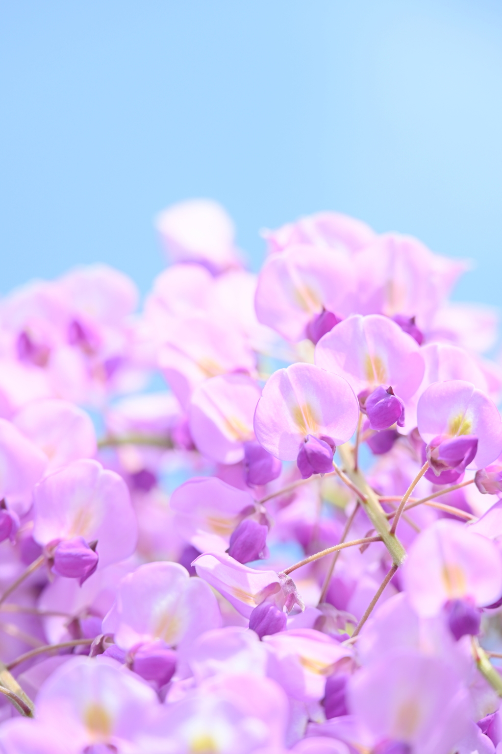 藤の花と空も色