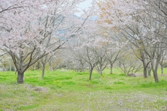 桜の門っぽく