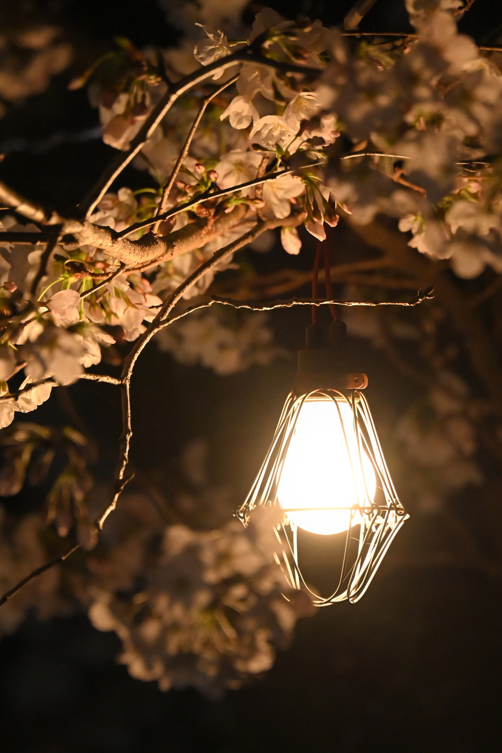 夜桜って難しい