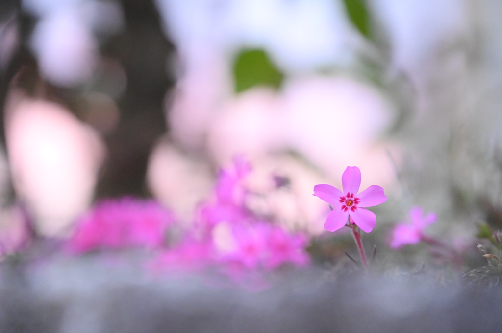 なんて花だろう２