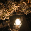 夜桜って難しい２