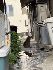 ろじねこ