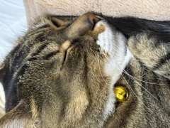 ねこ