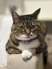 ねこ