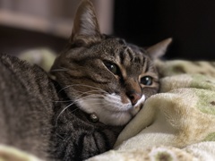 ねこ