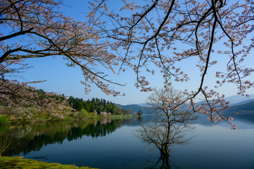 余呉湖の桜１