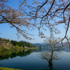 余呉湖の桜１