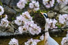 祇園白川桜５