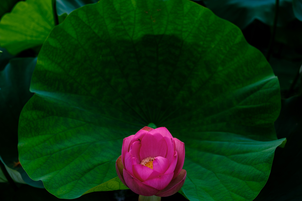 蓮公園Ⅱ