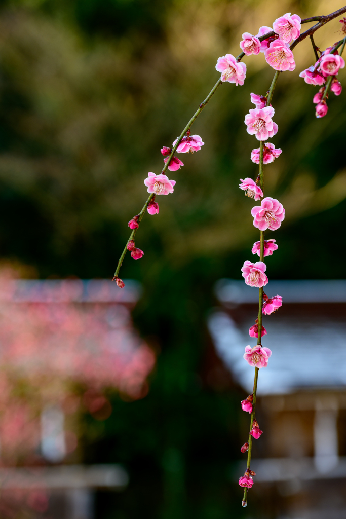 常宮神社３月＿１