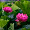 花はす１