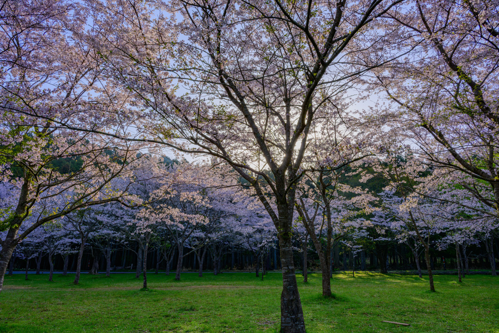 余呉湖の桜３