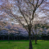 余呉湖の桜３