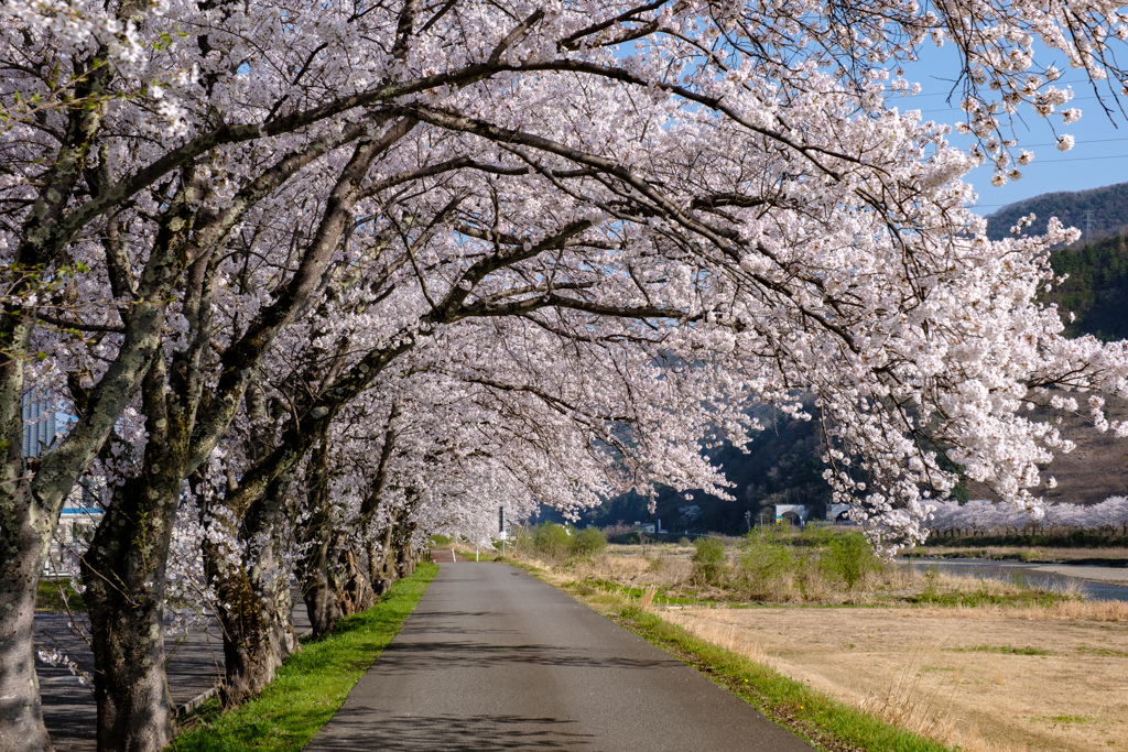 南条桜１