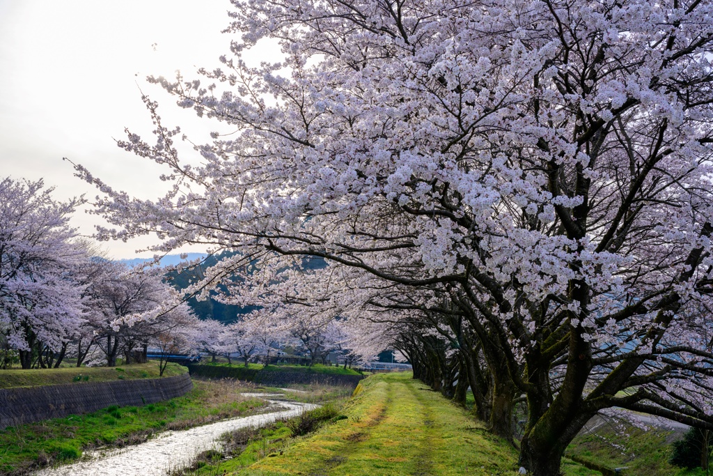 南条桜＿５