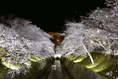 琵琶湖疏水 夜桜