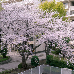 DSC_0478