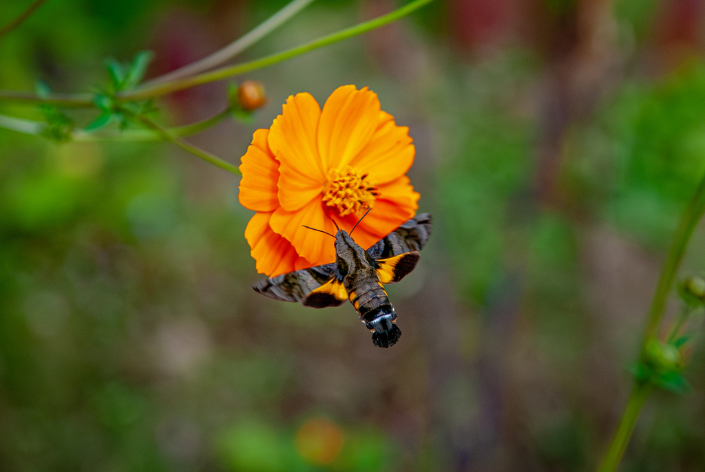 DSC_0146-Enhanced-NR