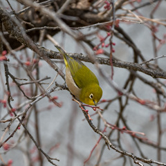 DSC_9545-2