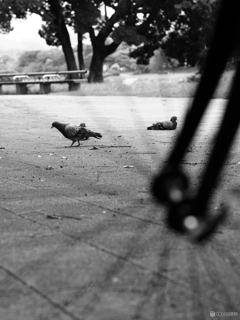 鳩