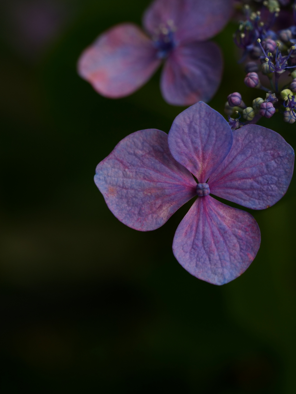 紫陽花 by jun 3 uchi （ID：13552106） - 写真共有サイト:PHOTOHITO