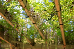 木造六角灯台の藤棚