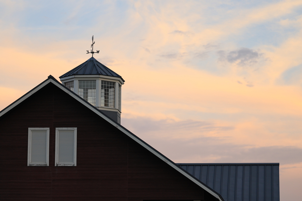 メタセコイヤ並木