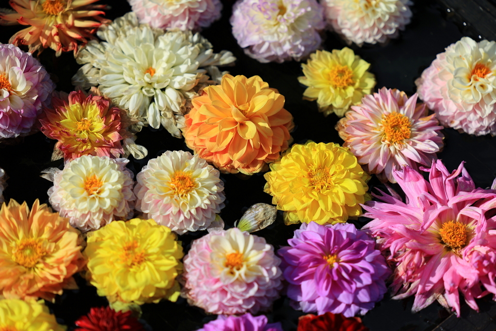 由志園のボタン