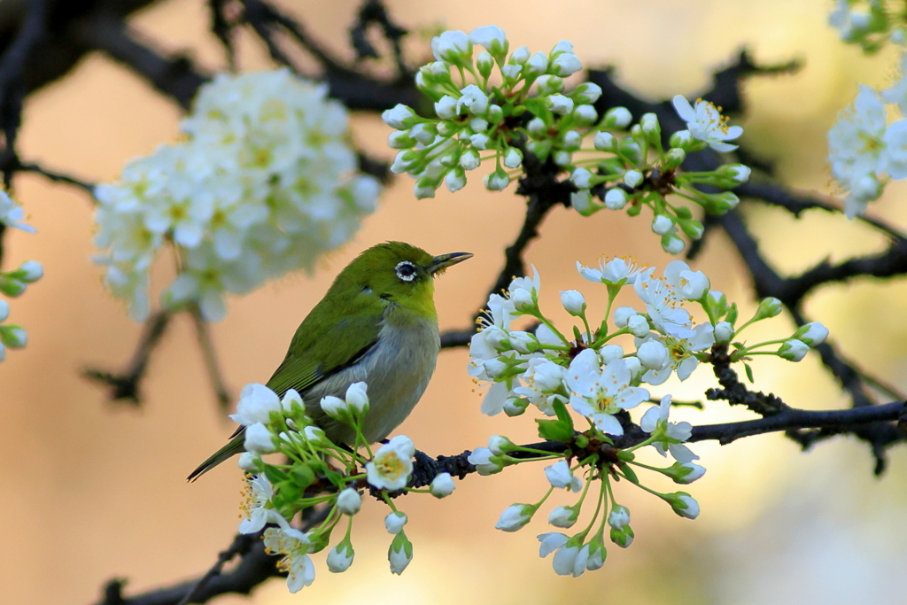 ぼちぼち春すね～