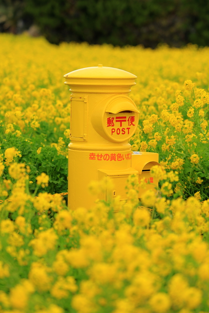 伊良湖菜の花ガーデン