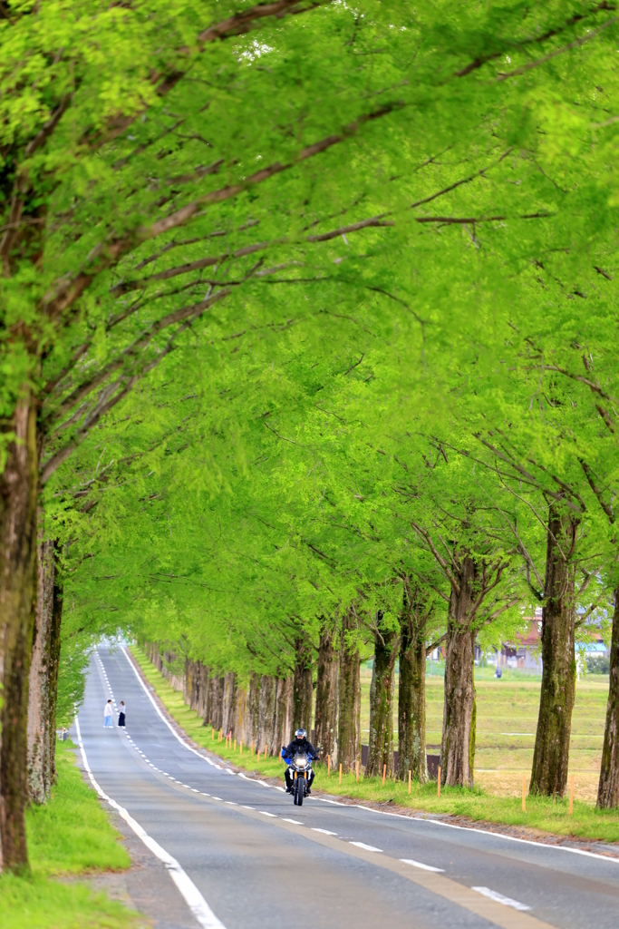 メタセコイヤ並木