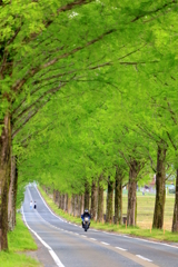 メタセコイヤ並木