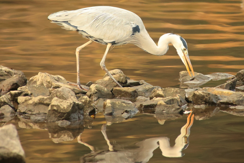 サギ　エサを探す