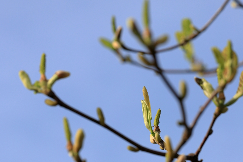 モクレンの新芽