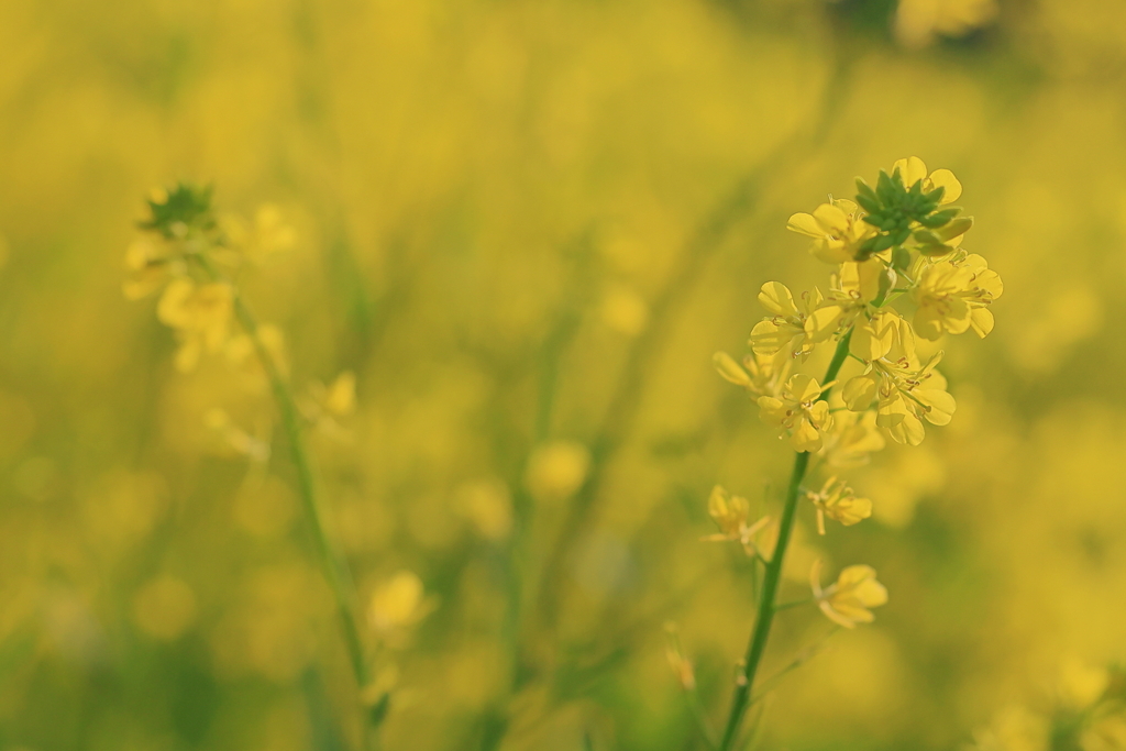 菜の花