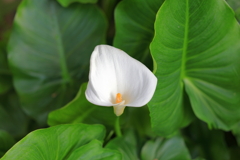 オランダカイウ