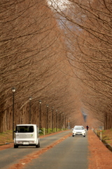 マキノ　セコイヤ並木