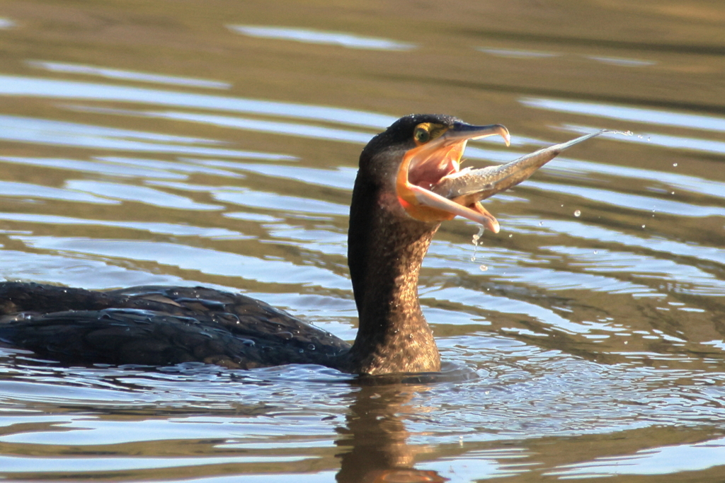 カワウ　ゴックン