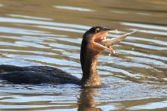 カワウ　ゴックン