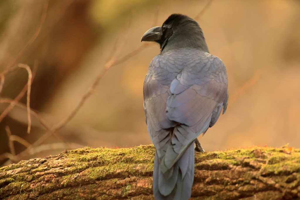 カラスの羽は興味深い